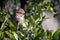 Lincolns sparrow resting in the underbrush