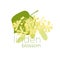 Linden blossom flat color vector illustration