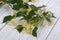 Linden blossoms on a wooden board