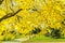 Linden branches with autumn leaves in the park