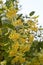 Linden branches at the beginning of flowering against the sky