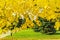 Linden branches with yellow autumn leaves backlit