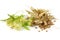 Linden bud, Tilia cordata - fresh, dried