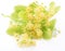 Linden flowers