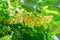 Linden flowers between abundant foliage leaves. Lime tree or tilia tree in blossom. Summer nature background