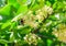 Linden flowers between abundant foliage leaves. Lime tree or tilia tree in blossom. Summer nature background