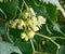 Linden flowers against green leaves.