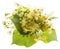 Linden flowers Tilia cordata