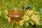 Linden honey in a jar,useful honey from linden flowers in nature in a jar