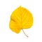 Linden leaf