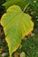 Linden leaf, close-up. Yellowing edges of a linden leaf, autumn.