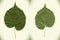 Linden leaf. High precision photo tracing.