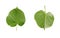 Linden leaf isolated