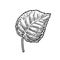 Linden leaf. Vector vintage engraved illustration.