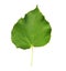 Linden leaf with the veins