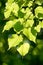 Linden, Small-leaved Lime