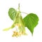 Linden Tilia cordata leaves and flowers, isolated on white