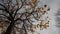 Linden tree in autumn with falling leaves