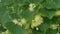 Linden tree blossoms with green leaves