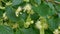 Linden tree blossoms with green leaves