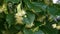 Linden tree blossoms with green leaves