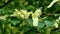 Linden tree blossoms with green leaves