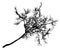 Linden tree branch silhouette, bare tree without leaves. Vector illustration