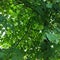 Linden tree branches full of bright green leaves in summer.
