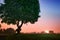 Linden tree at dawn