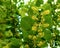 Linden tree flowers clusters tilia cordata, europea, littleleaf linden bloom