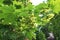 Linden tree flowers clusters tilia cordata, europea, small-leaved lime, littleleaf linden bloom