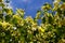 Linden tree flowers clusters tilia cordata, europea, small-leaved lime, littleleaf linden bloom. Pharmacy, apothecary, natural