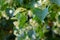 Linden tree flowers clusters tilia cordata, europea, small-leaved lime, littleleaf linden bloom. Pharmacy, apothecary, natural