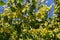 Linden tree flowers clusters tilia cordata, europea, small-leaved lime, littleleaf linden bloom. Pharmacy, apothecary, natural