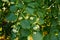 Linden tree flowers clusters tilia cordata, europea, small-leaved lime, littleleaf linden bloom. Pharmacy, apothecary, natural