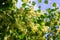 Linden tree flowers clusters tilia cordata, europea, small-leaved lime, littleleaf linden bloom. Pharmacy, apothecary, natural