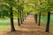 Linden trees in autumn Italian countryside