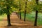 Linden trees in autumn Italian countryside