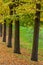 Linden trees in autumn Italian countryside