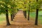 Linden trees in autumn Italian countryside