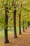 Linden trees in autumn Italian countryside