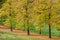 Linden trees in autumn Italian countryside