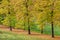 Linden trees in autumn Italian countryside