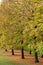 Linden trees in autumn Italian countryside