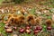 Linden trees in autumn Italian countryside