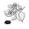 Linden vector drawing set. Isolated lime tree flower and leaves. Herbal engraved style illustration.