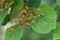 Linden viburnum Japanese bush cranberry ( Viburnum dilatatum ) berries.