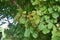 Linden viburnum Japanese bush cranberry ( Viburnum dilatatum ) berries.