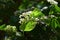 Linden viburnum ( Viburnum dilatatum ) flowers.