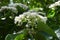 Linden viburnum ( Viburnum dilatatum ) flowers.